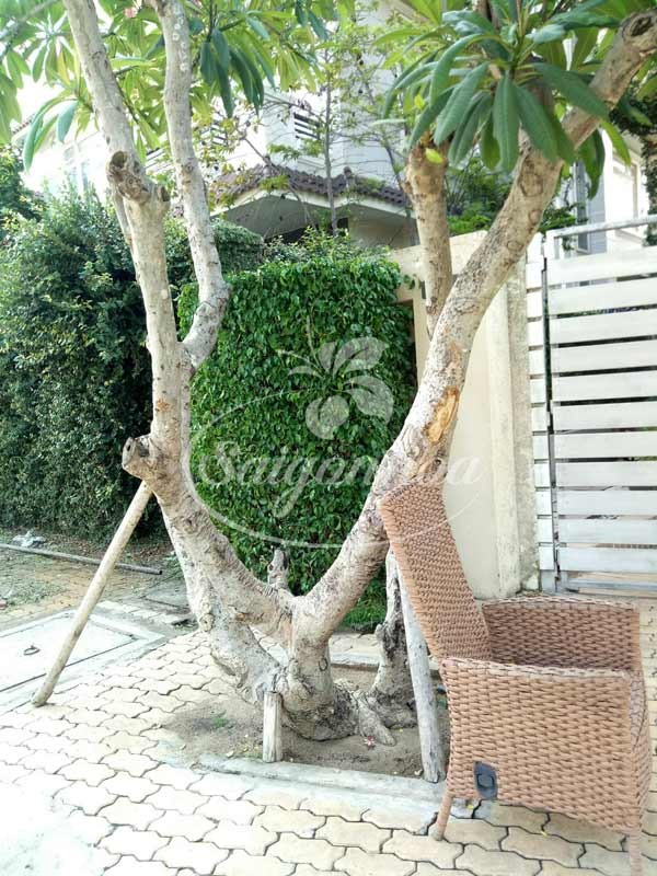 Cây sứ đại hoa trắng tán rộng cho bóng mát