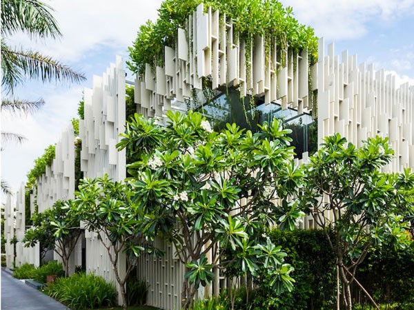 Cây sứ đại hoa trắng trồng trong khu resort sang trọng
