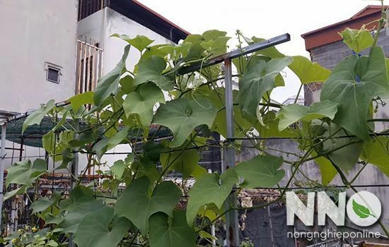Chi tiết lá và tua cuốn su su trên giàn
