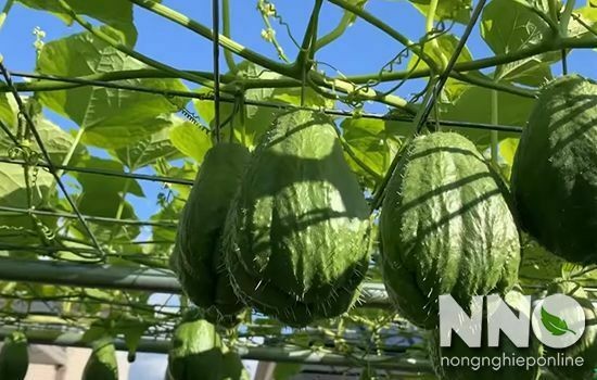 Quả su su đang phát triển trên giàn