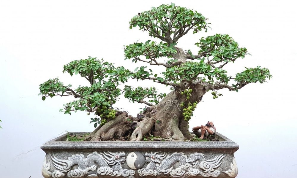 Cây sung cảnh tổng quan về nguồn gốc, đặc điểm, ý nghĩa
