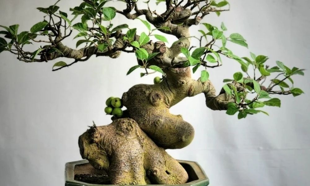 Quy trình tạo dáng cây sung cảnh bonsai