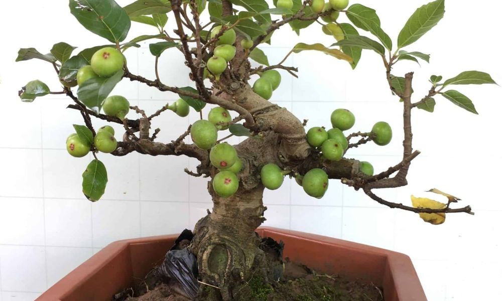 Hình ảnh cây sung cảnh mini dễ thương trong chậu nhỏ