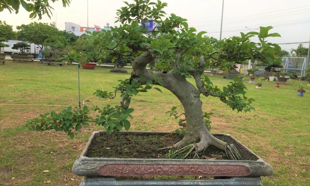 Hình ảnh cây sung bonsai được tạo dáng nghệ thuật trĩu quả