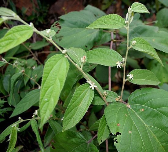 Người dân trồng cây an xoa tại vườn