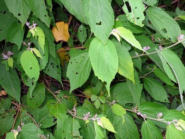 An xoa khô dùng làm dược liệu