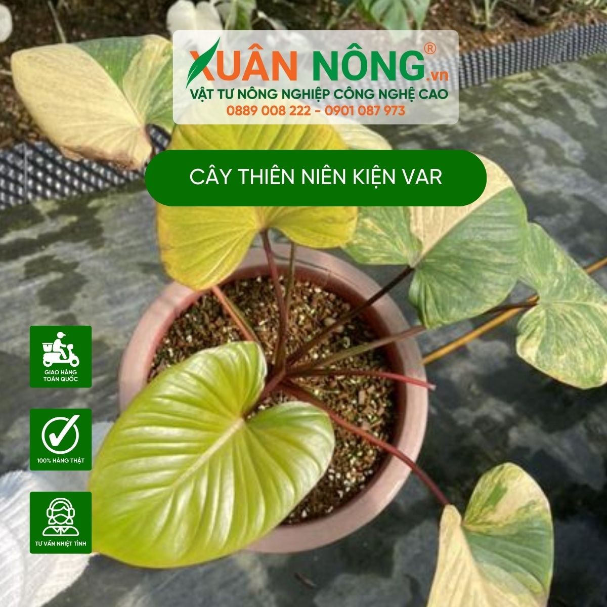 Cây Thiên Niên Kiện trồng trong chậu, phù hợp trang trí