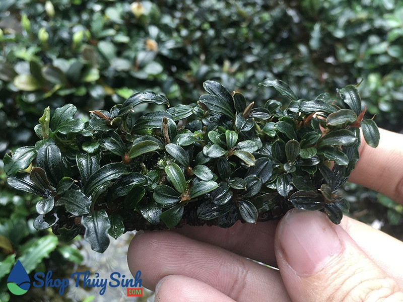 Bụi cây thủy sinh Bucephalandra được trồng trong bể