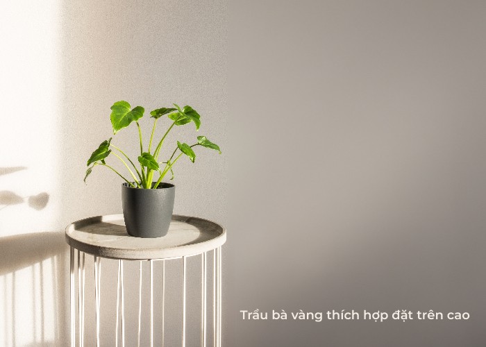 Trầu Bà Vàng rủ xuống từ chậu treo, thanh lọc không khí.