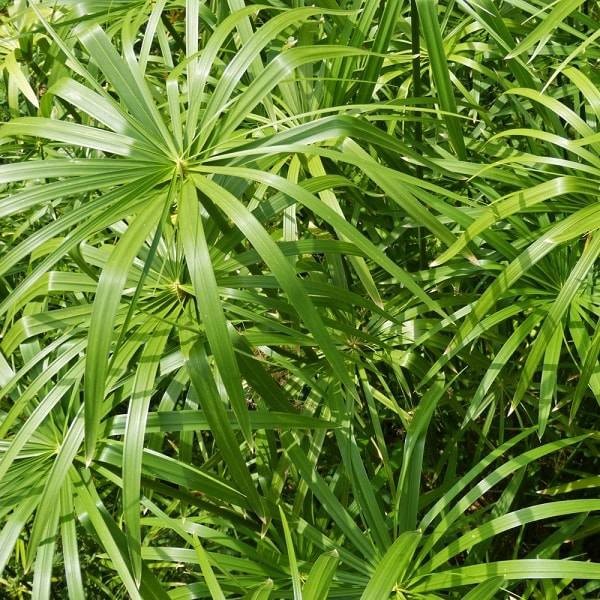 Cây thủy trúc với tán lá xòe rộng như chiếc dù