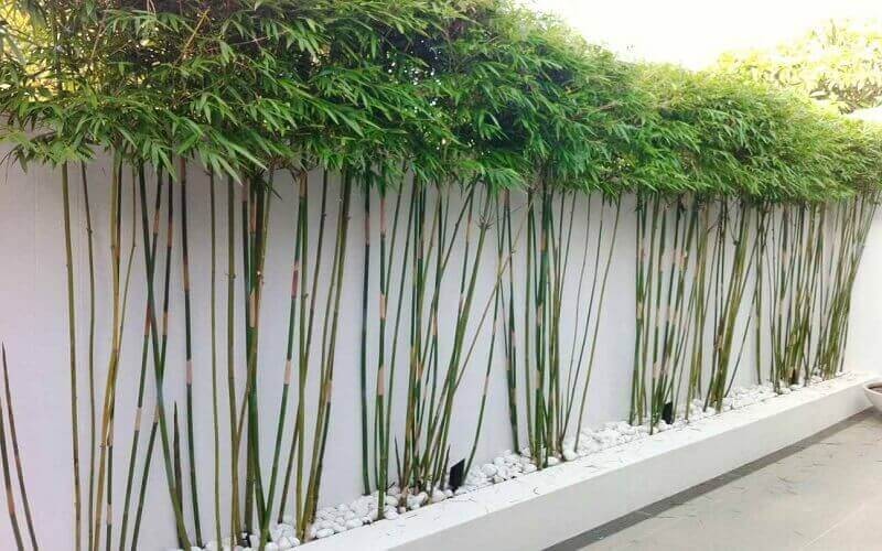 Cây trúc cần câu có tên khoa học Phyllostachy Aurea, thuộc họ Poaceae