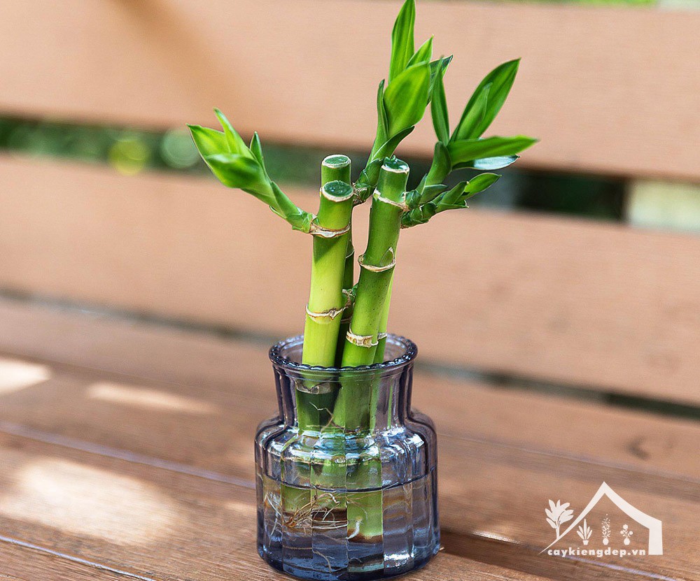 Đặc điểm cây trúc phát tài và môi trường sống lý tưởng