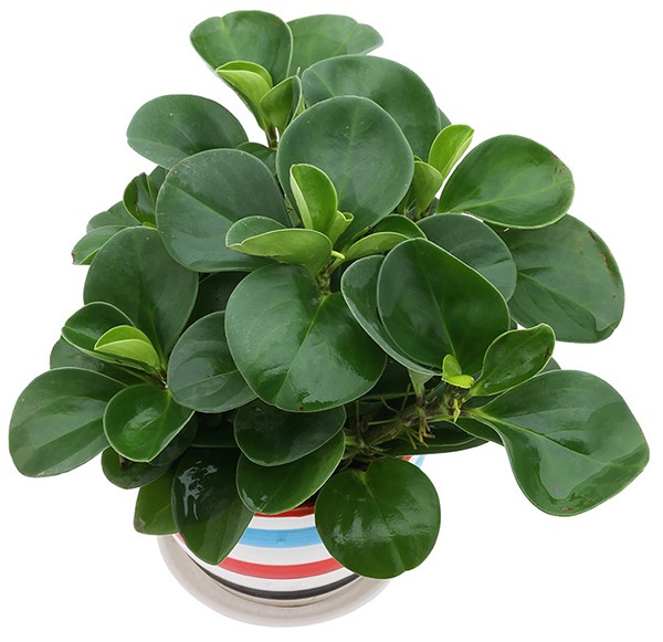 Chuẩn bị đầy đủ dụng cụ và cây trước khi trồng trường sinh trong nước