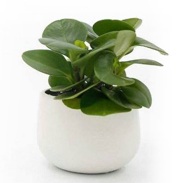 Làm sạch đất khỏi rễ cây trường sinh trước khi chuyển sang trồng thủy sinh