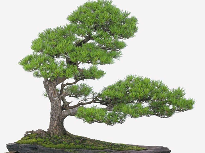 Chọn thời điểm lý tưởng để trồng cây vạn niên tùng