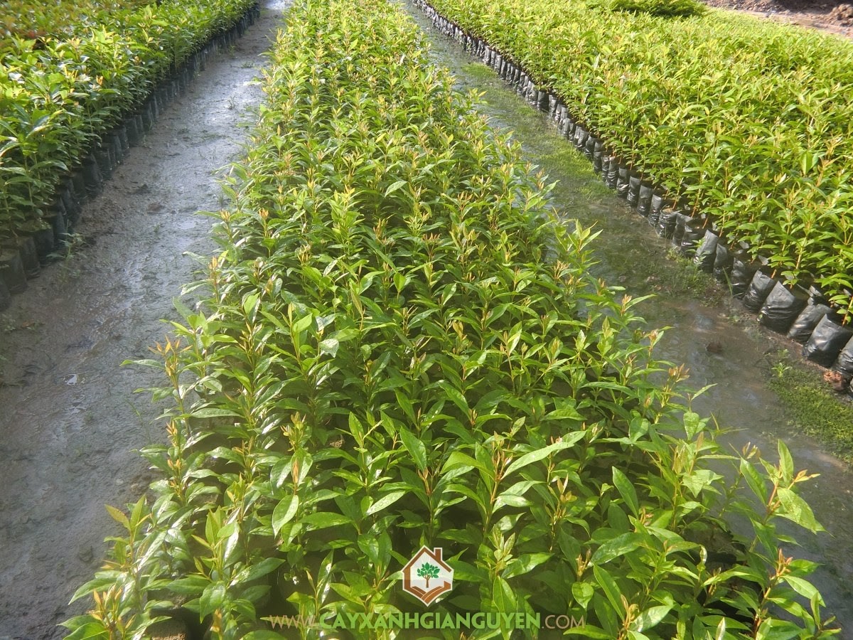 Chọn cây giống Vối Nếp con khỏe mạnh để trồng