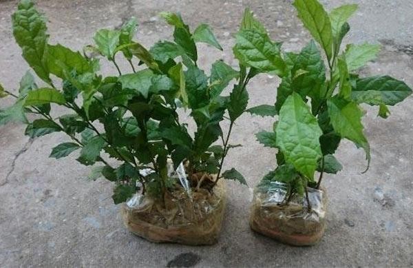Cây xạ đen con trong bầu đất, sẵn sàng cho việc trồng