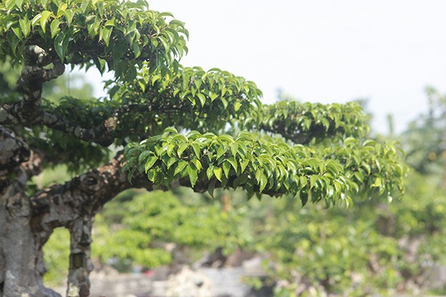 Cây sanh được trồng trong chậu, tạo dáng nghệ thuật