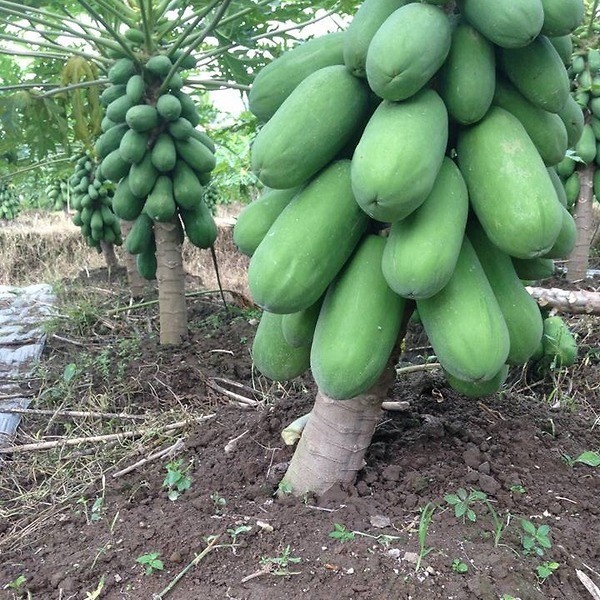 Cây đu đủ con trong bầu sẵn sàng để trồng