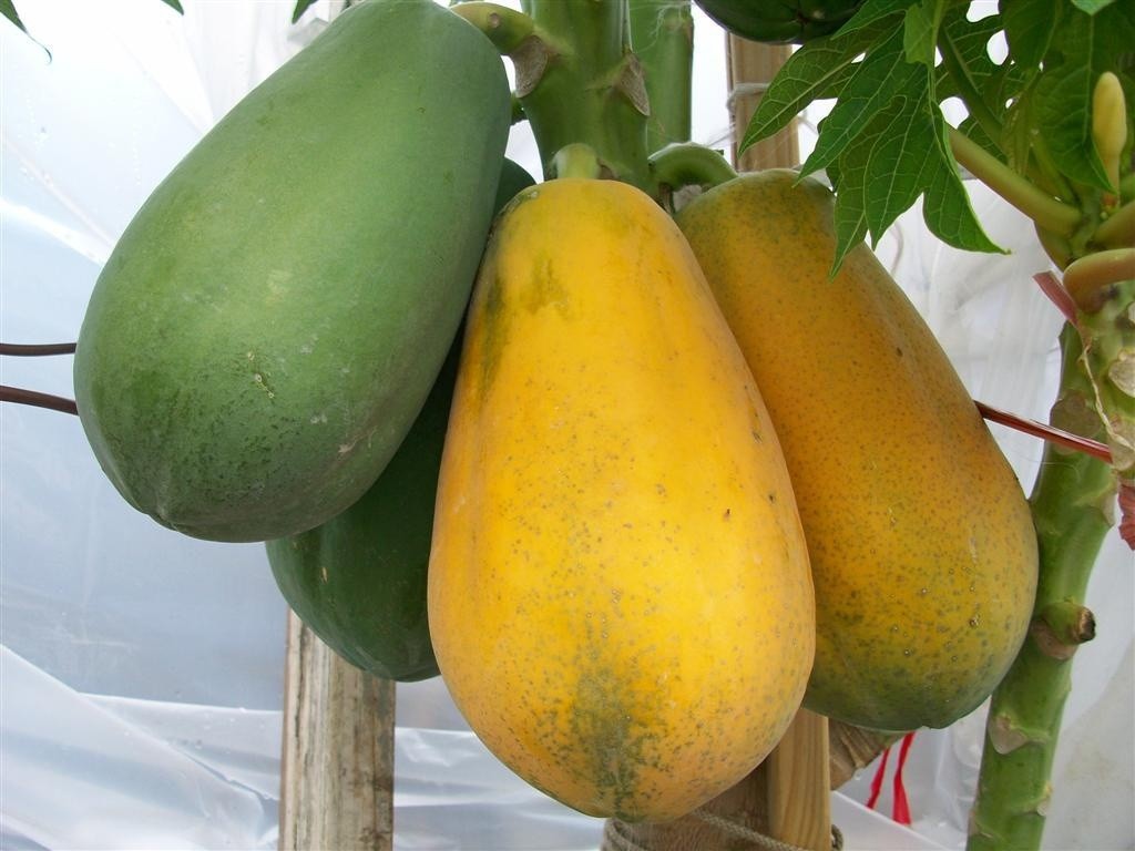 Những quả đu đủ Thái đang chín dần trên cây