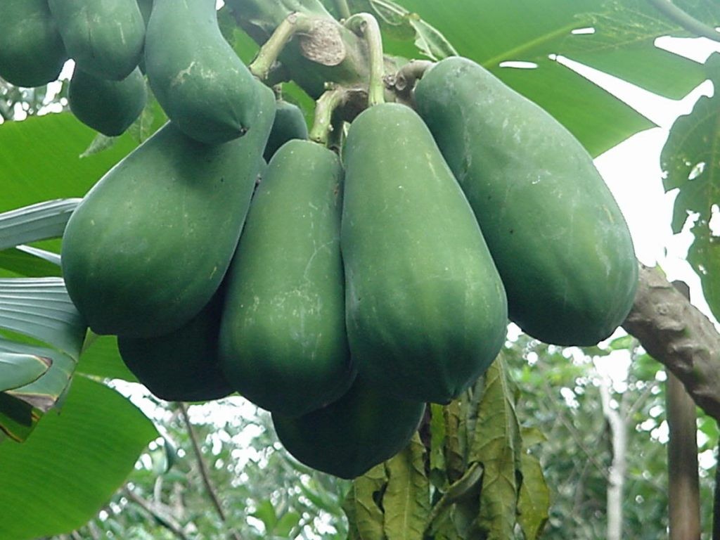 Người nông dân chuẩn bị đất trồng đu đủ bằng máy cày nhỏ
