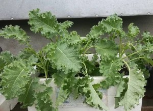 Cây cải kale trồng trong thùng xốp tại nhà