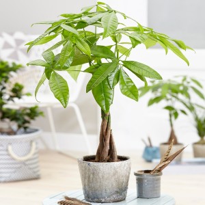 Chậu cây kim ngân nhỏ đặt trên bàn cạnh cửa sổ, tô điểm cho không gian phòng ngủ