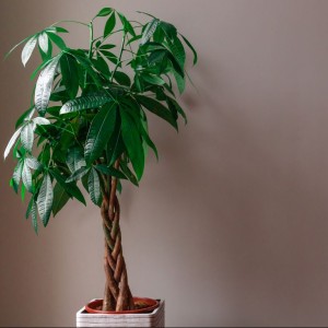 Cây kim ngân xanh tươi sau khi được chăm sóc