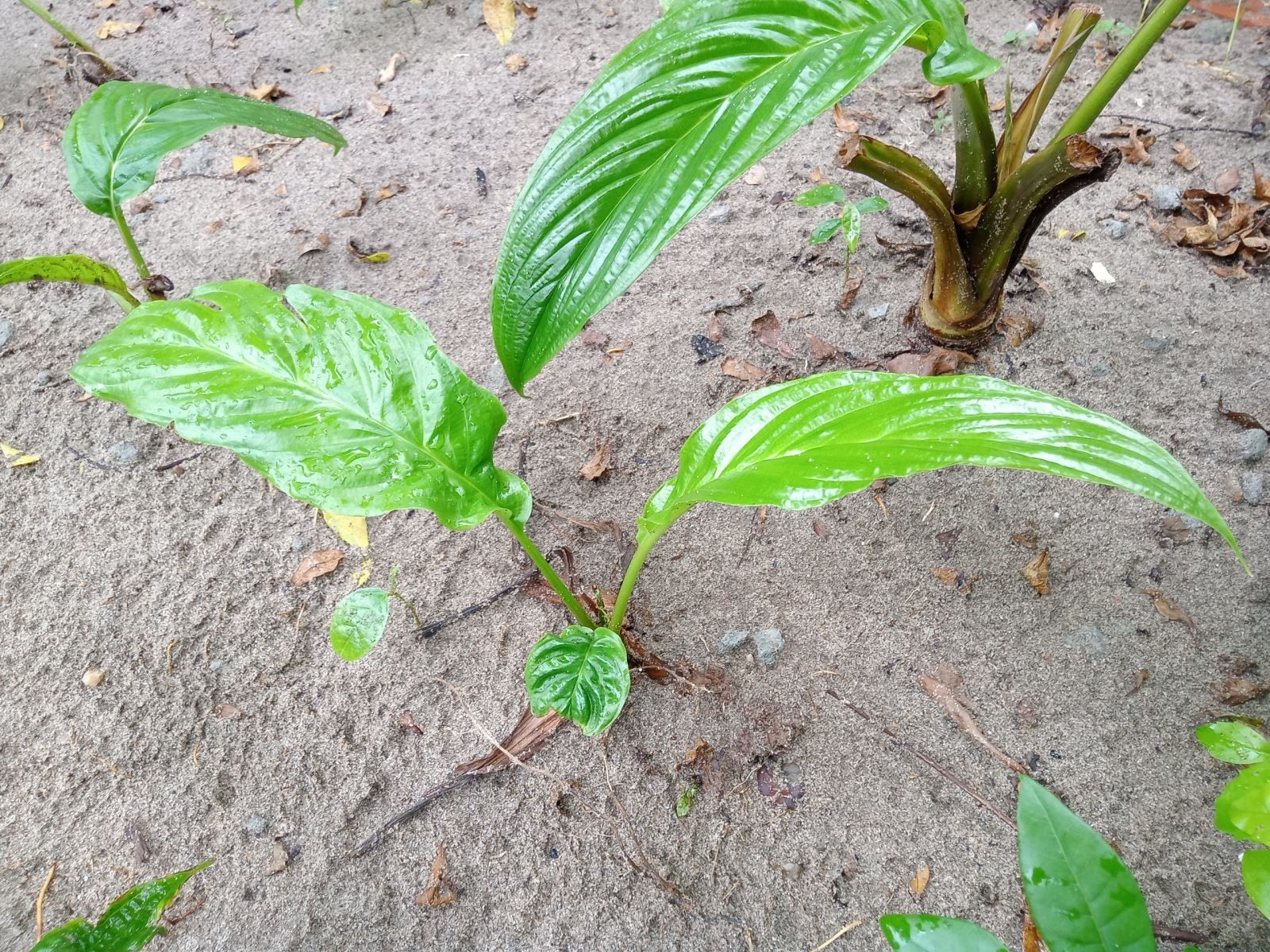 Cây râu hùm trưởng thành trong chậu, minh họa cách trồng cây râu hùm tại nhà