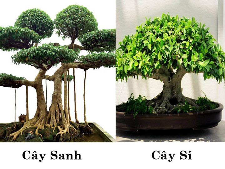 Hình ảnh so sánh đặc điểm thân và rễ của cây sanh và cây si