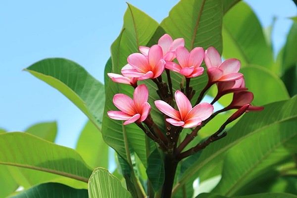 Tổng hợp Cách trồng và chăm sóc cây hoa đại nở hoa nhiều nhất