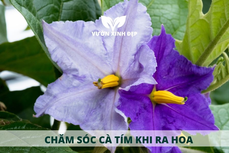 chăm sóc cây cà tím khi ra hoa