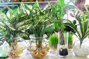 Người đang chuẩn bị bình để chăm sóc cây cảnh thủy sinh mới trồng