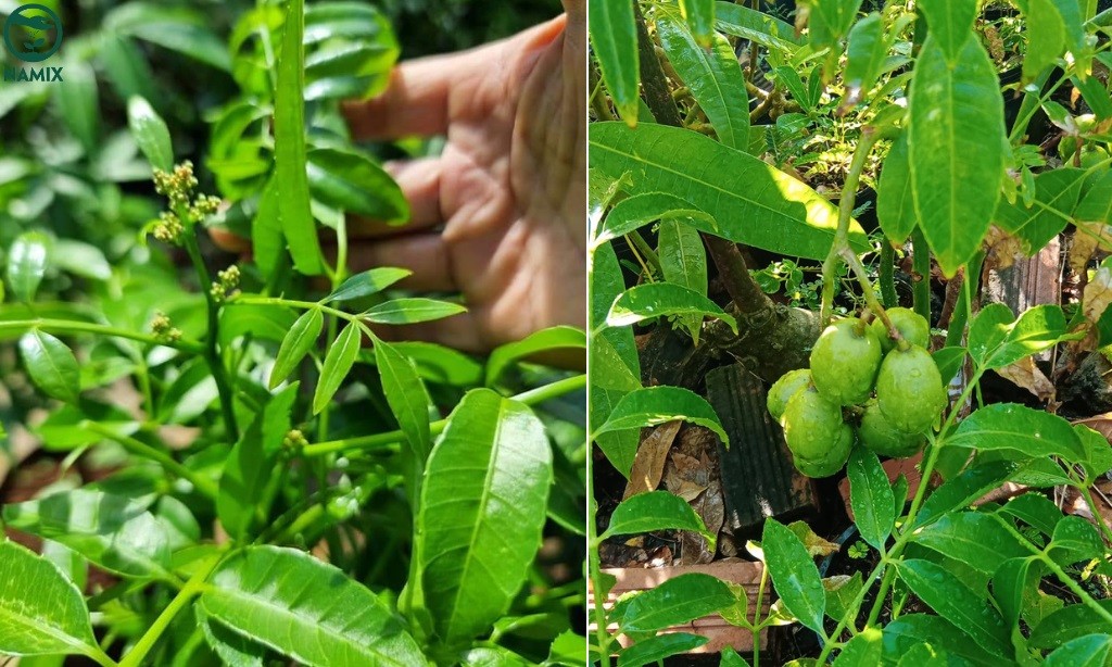 Tưới nước và chăm sóc cây cóc đúng cách