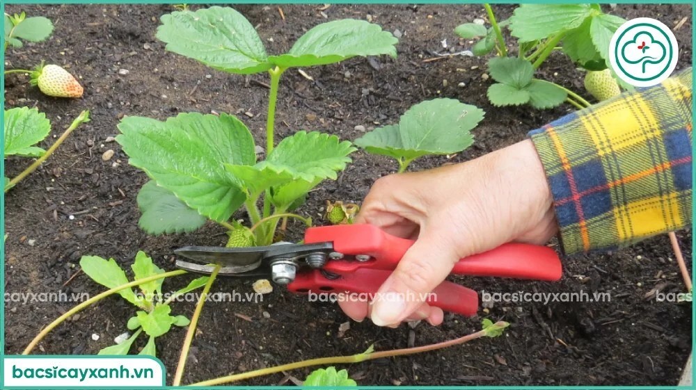 Kỹ thuật tỉa cành và lá khi chăm sóc cây dâu tây