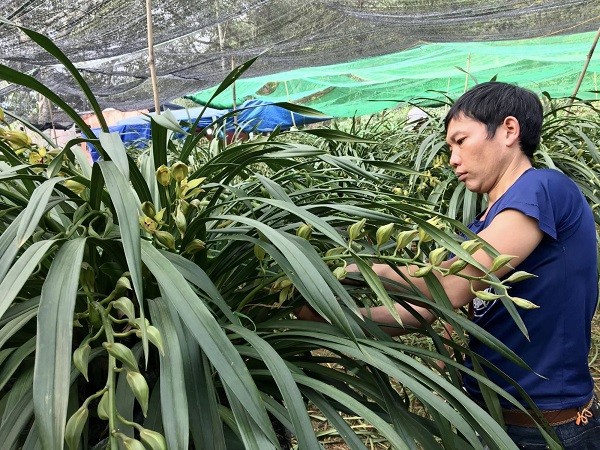 Chăm sóc địa lan sau khi trồng lại giúp cây phục hồi