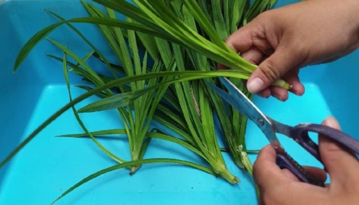 Chăm sóc lá dứa khi trồng theo phương pháp thủy canh