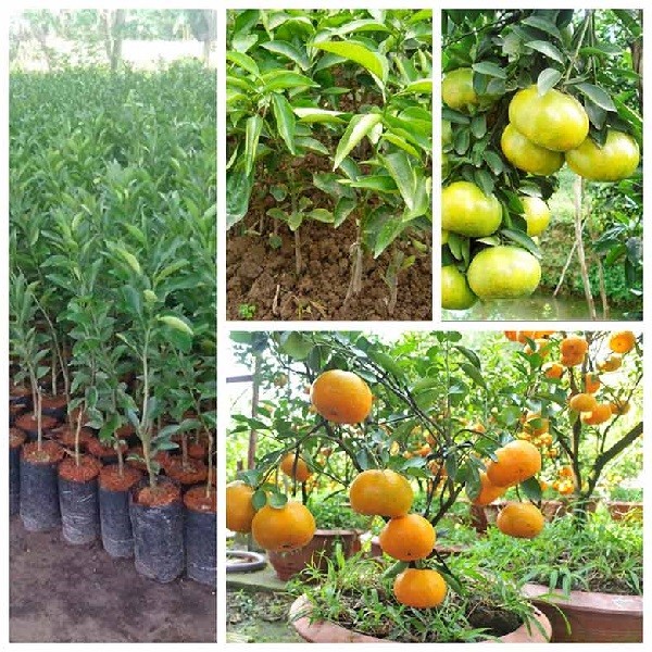 Kỹ thuật cắt tỉa khi chăm sóc cây quýt trong chậu