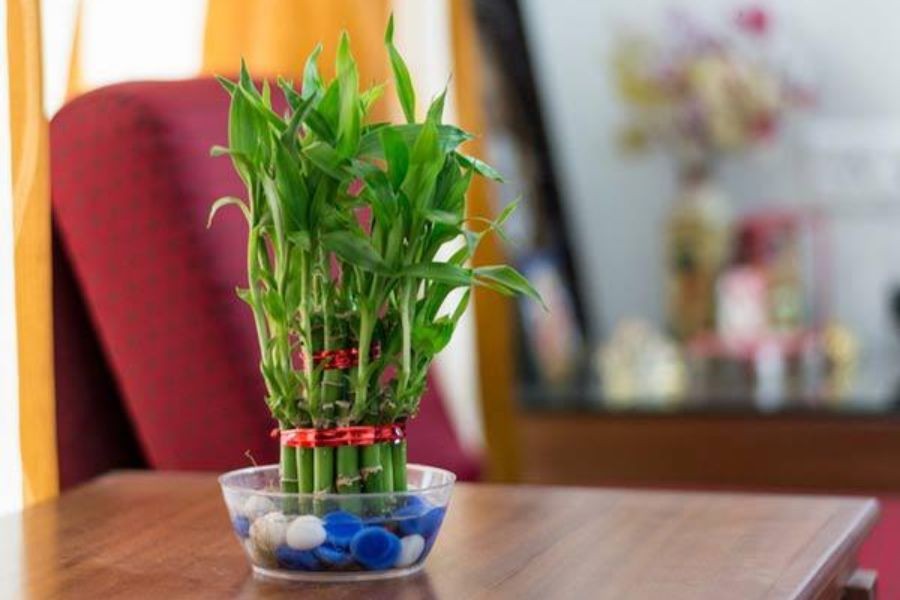 Trồng cây trúc xanh tốt cần lưu ý ánh sáng, đất và nước