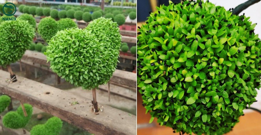 Chăm sóc và tưới nước giúp cây luôn xanh tốt