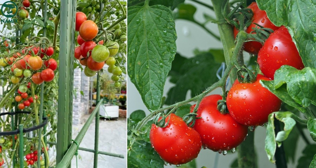 Hướng dẫn chăm sóc cây Lan Ý đúng cách