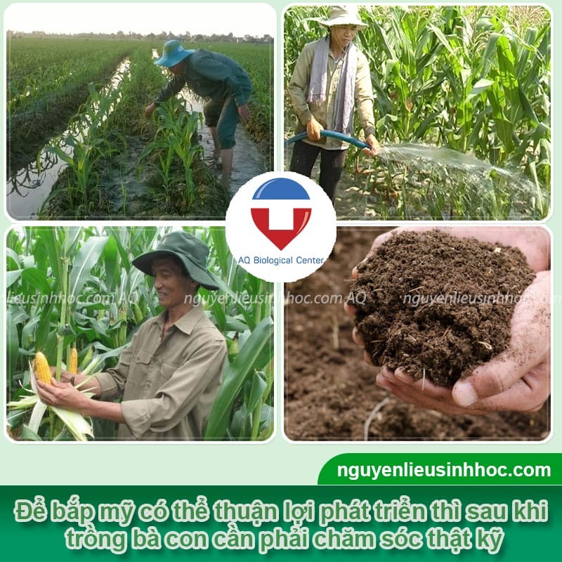 Chăm sóc cho cây sau khi thực hiện cách trồng bắp mỹ