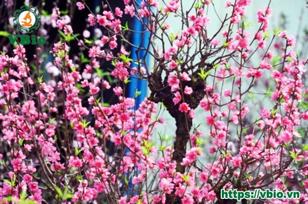 cành đào đẹp