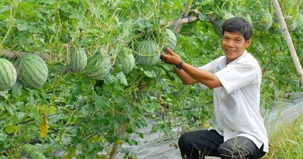 Chăm sóc dưa hấu giai đoạn phát triển quả