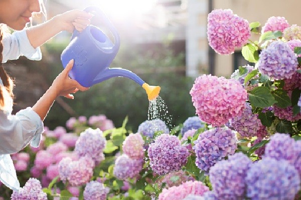 Kỹ thuật chăm sóc cẩm tú cầu trong chậu