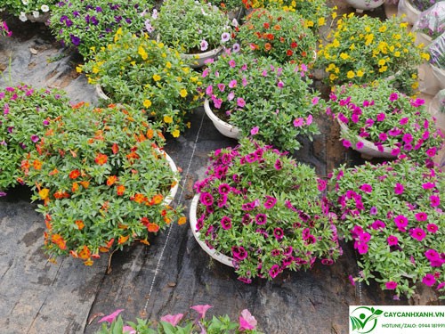 Hướng dẫn bón phân chăm sóc hoa triệu chuông nở rực rỡ