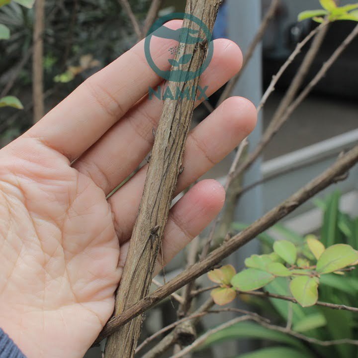 Chọn cành giâm hoa tử vi khỏe mạnh