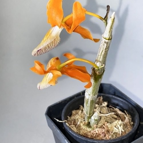 Chậu phong lan đơn cam được trồng trong vườn
