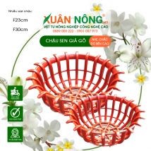 Lựa chọn chậu phù hợp cho lan Mỹ Dung Dạ Hương
