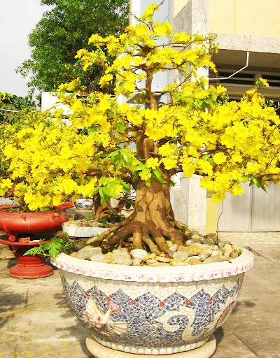 Chậu trồng mai men tím nổi bật sắc vàng của hoa